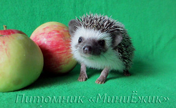 домашний ежик