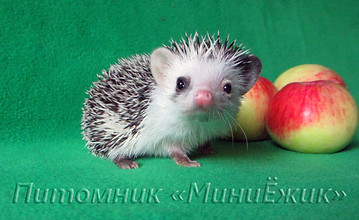 африканский ежик