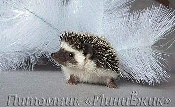 карликовый ежик