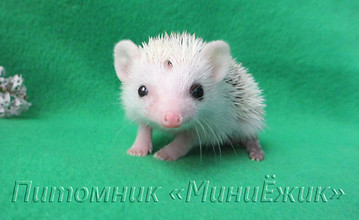 карликовый ежик