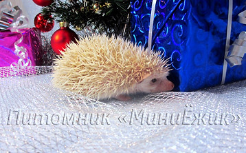 Африканский ежик