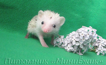 африканский еж