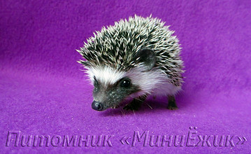 домашний ежик