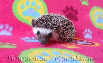 ежик