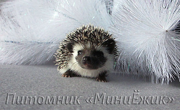 черный еж