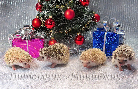 питомник Миниежик