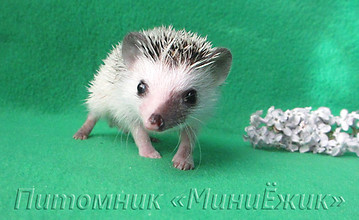 декоративный ежик