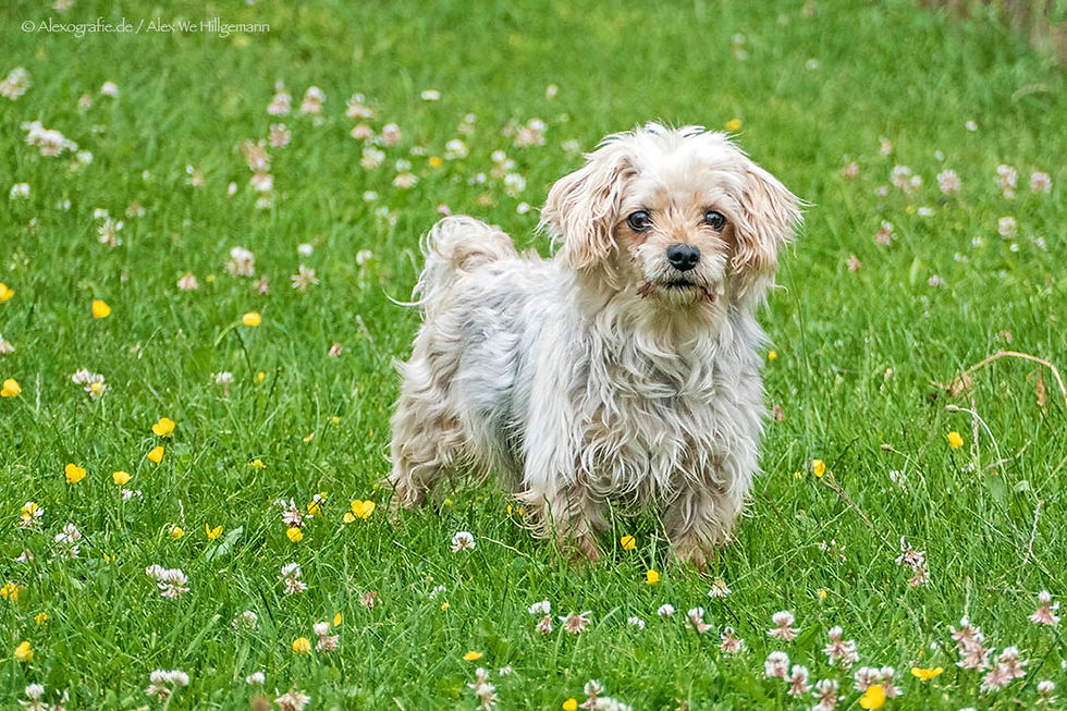 Hund auf einer Wiese