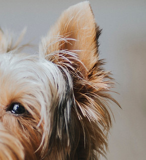 Hund