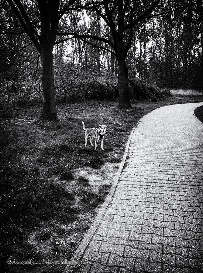 Lonely Dog