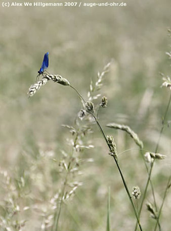 Libelle auf einen Gerstenfeld