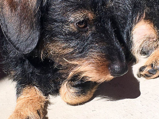 Traumatisierter Hund liegt ruhig und aufmerksam - Tierkommunikation und achtsames Verstehen