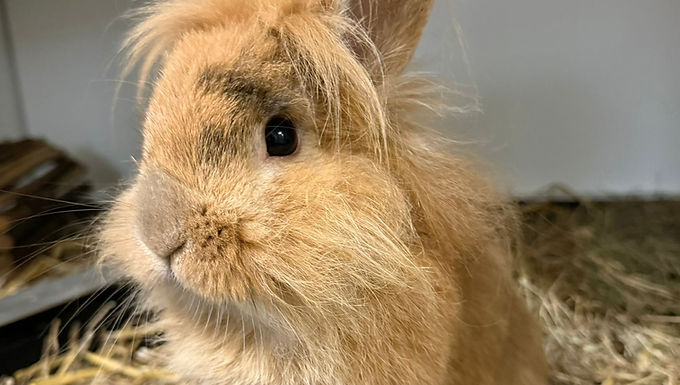 Bunbun