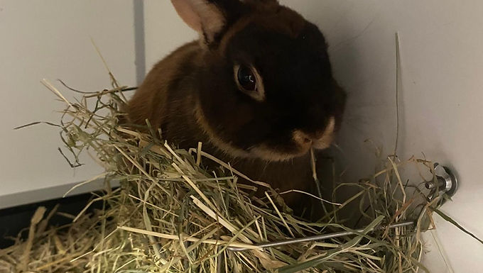 Milka