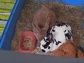 Maak kennis met onze nieuwe permanente bewoners