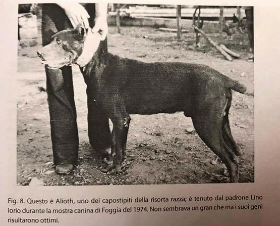 Aliot di Ortanova