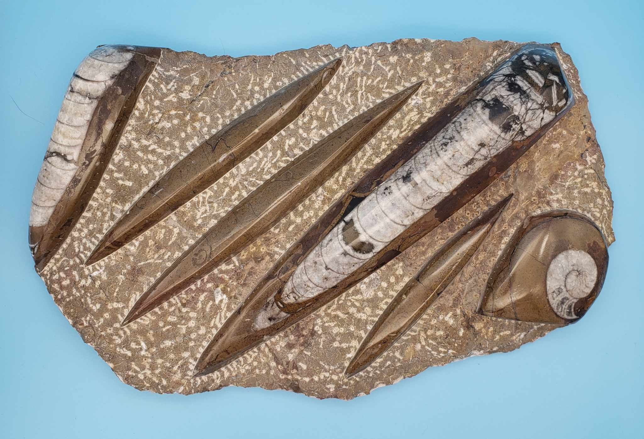 Orthoceras Fossil from Morocco