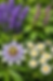 Lavender, Tulsi, Passionflower and Chamomile