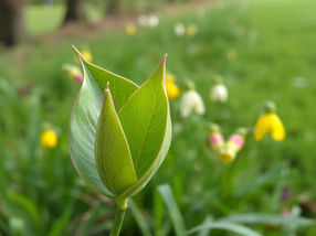 A leaf unfurls in spring