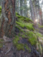 trees