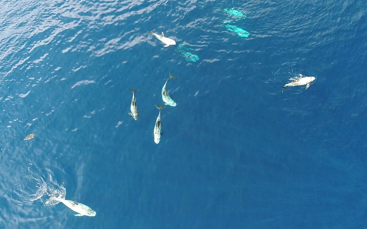 Risso's dolphins