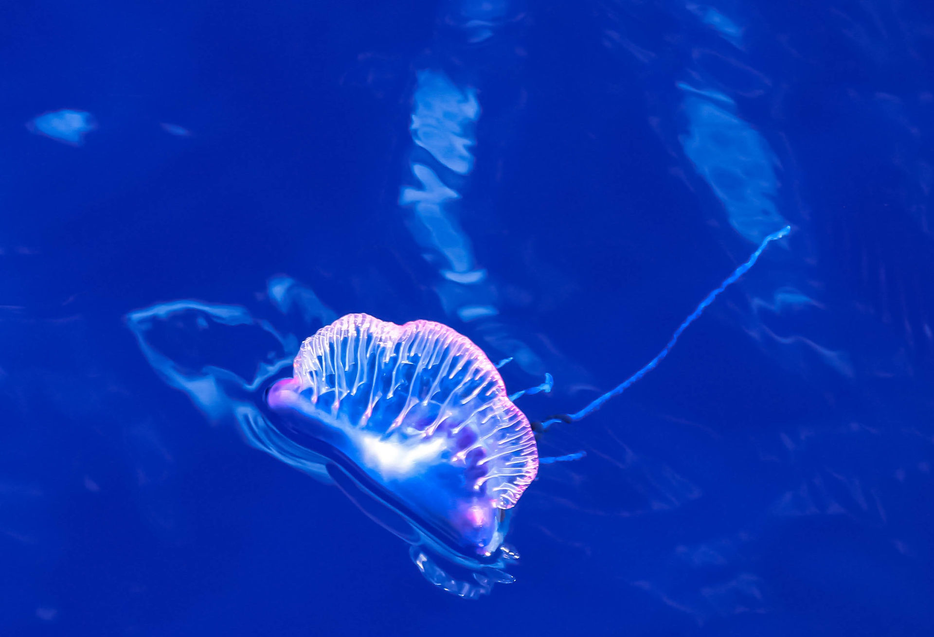 Portuguese man o' war
