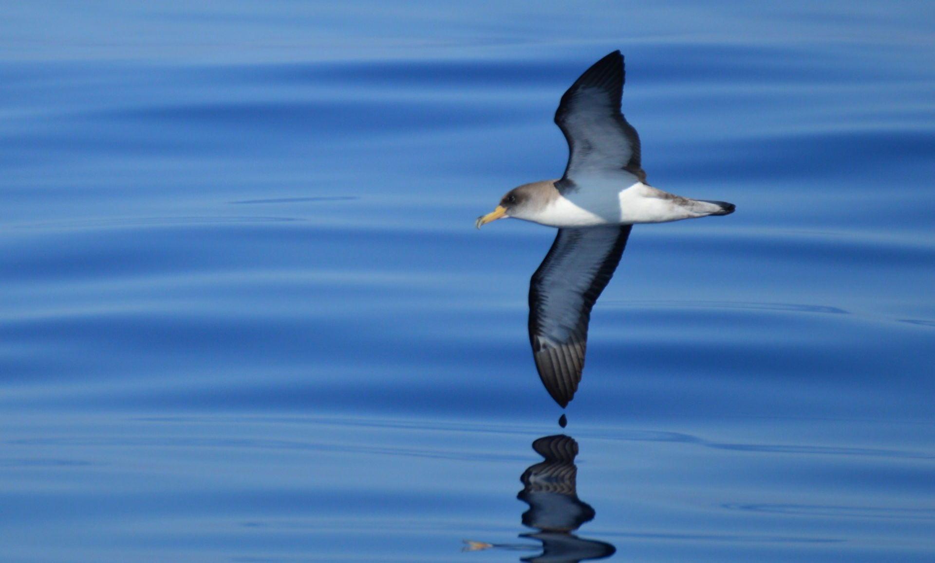 Cory's shearwater