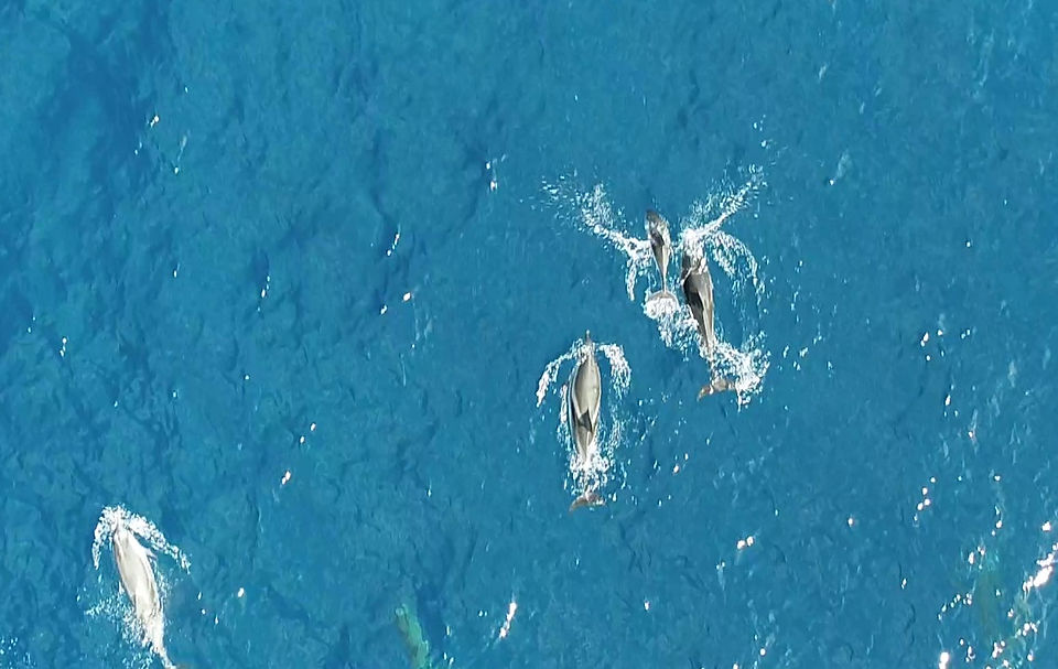Striped dolphins