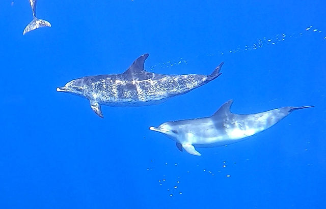 Spotted dolphin