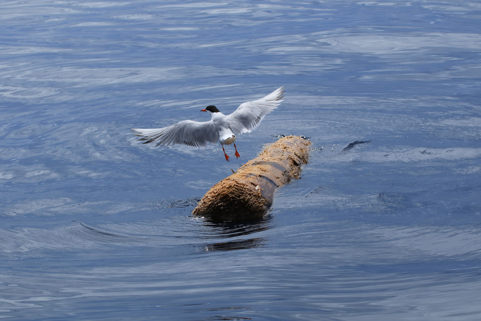 Common tern