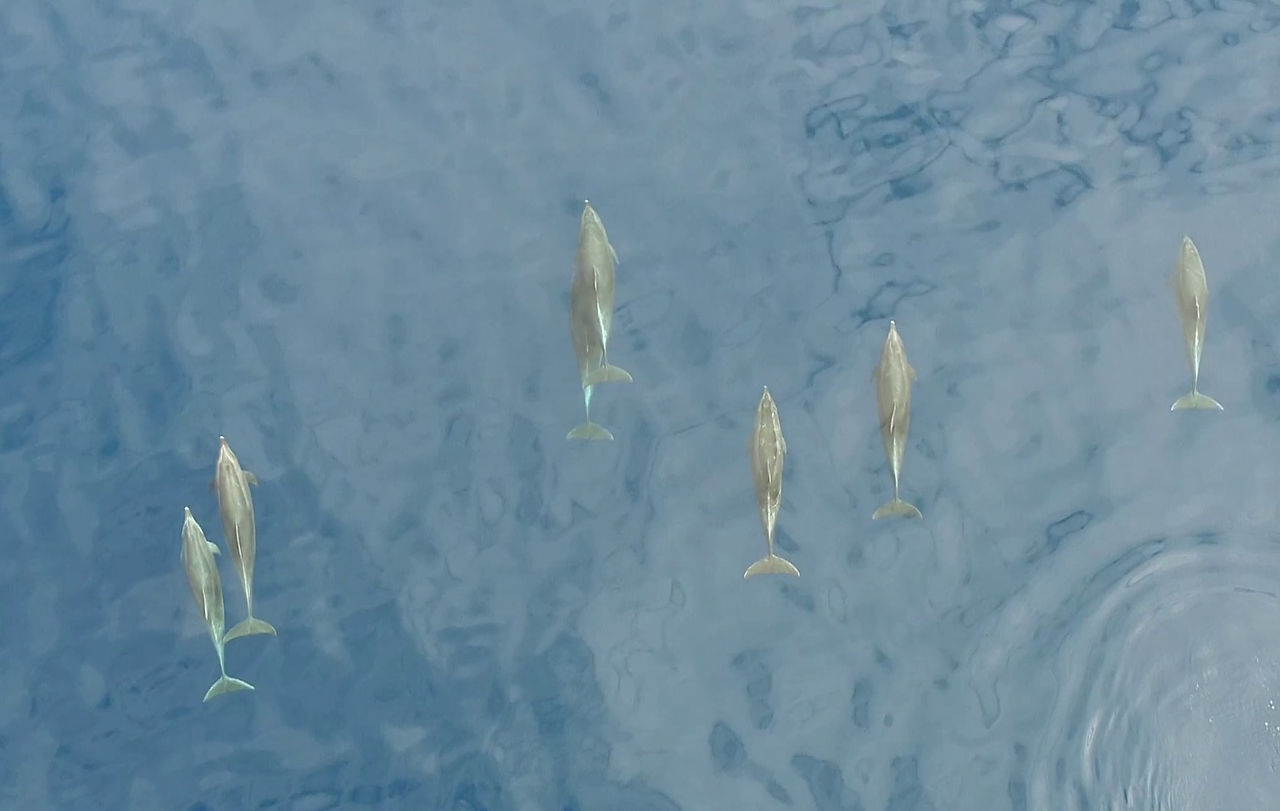Bottlenose dolphins