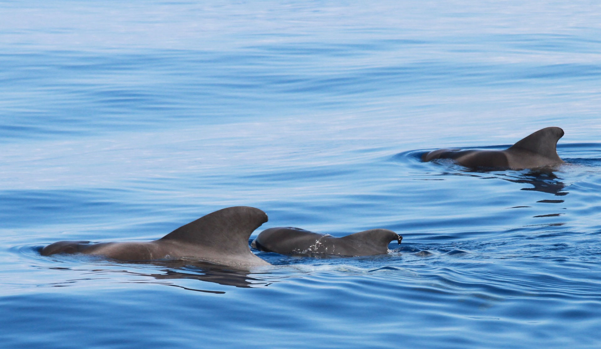 Pilot whales