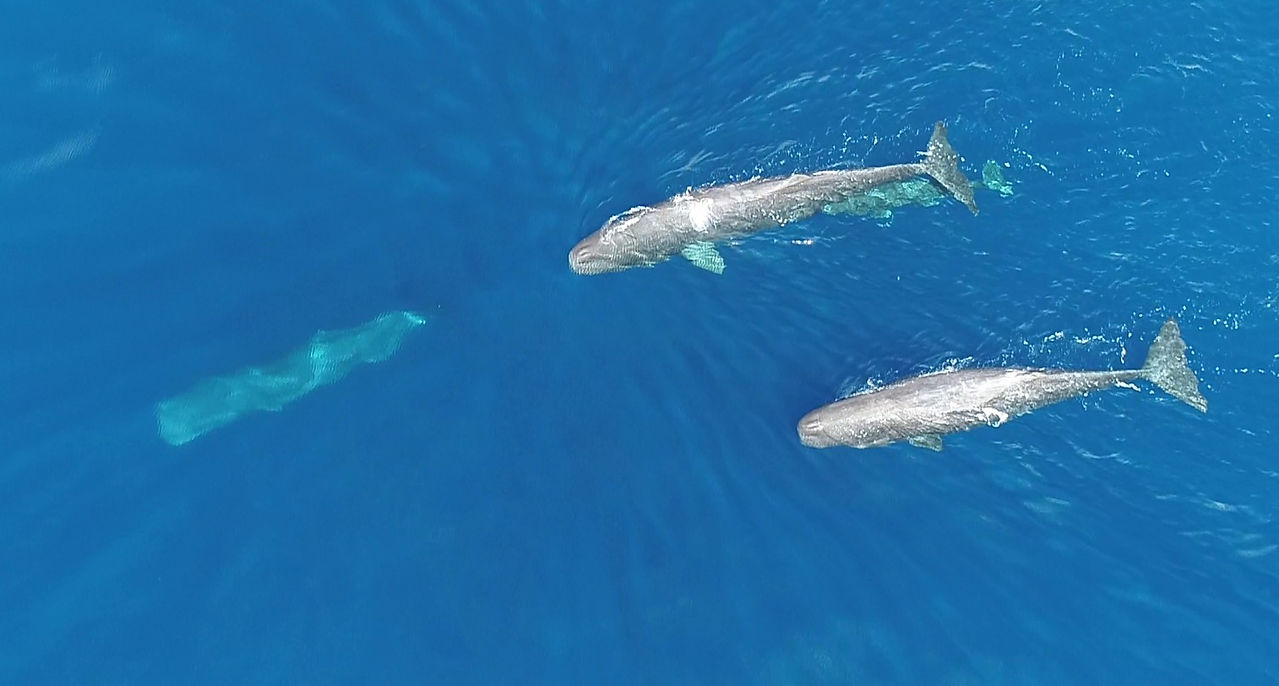 Sperm whales