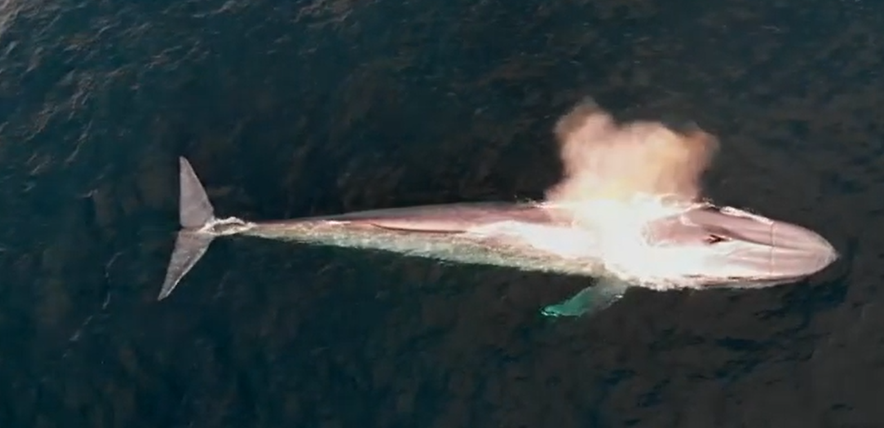 Blue whale