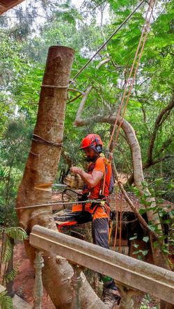 Tree Care Climbing -7
