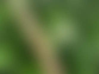 今頃みんな稽古中