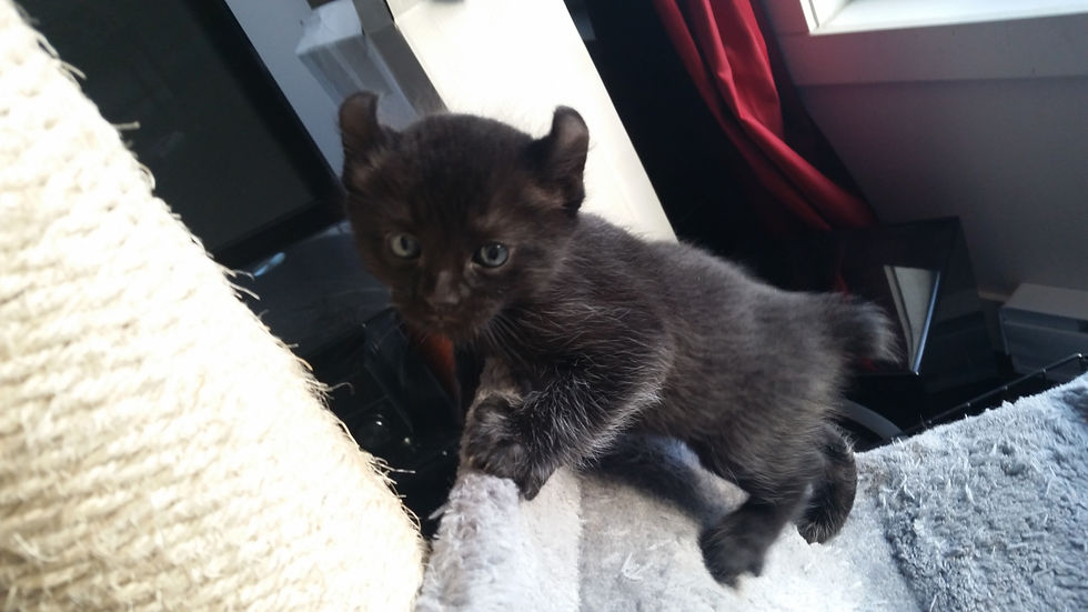 Bébé de Bagheera