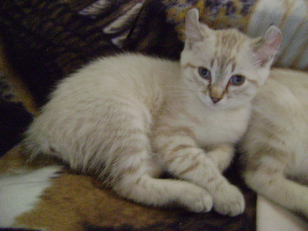 Elza
