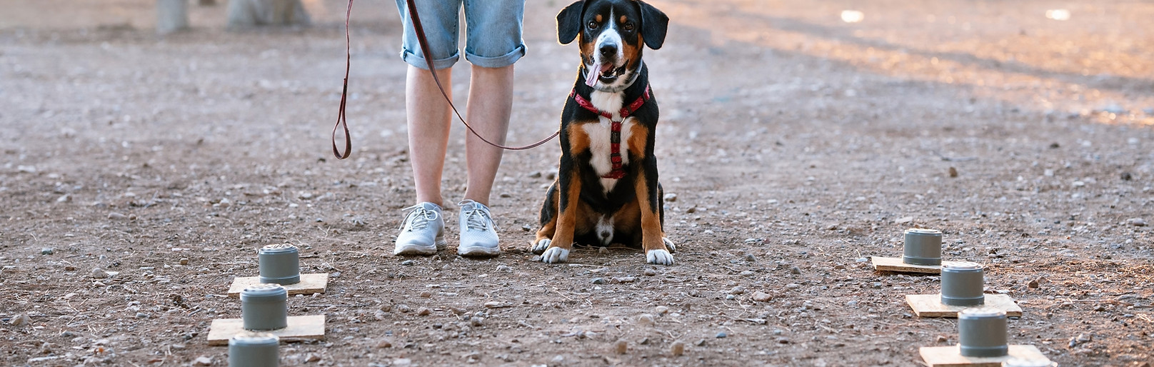 Entlebucher Dog in Obedience Training Outdoors.jpg