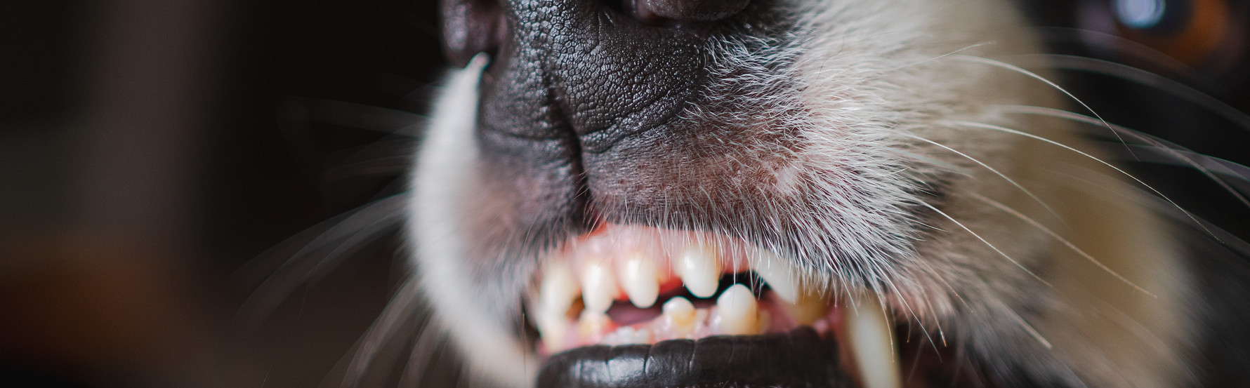 Dangerous angry dog Aggressive puppy dog border collie baring teeth fangs looking aggressi