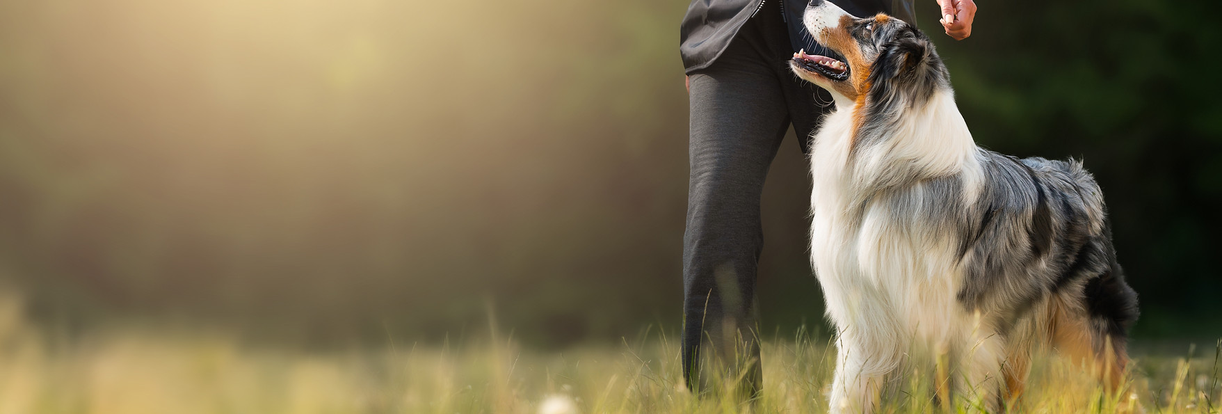 Australian Shepherd Dog Standing by Owner on Grass Field in Training Session at Sunrise He