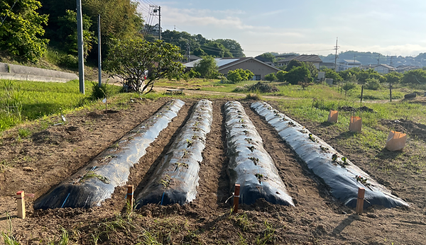 MiDGREEN農場