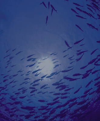 Astrology Sessions.png