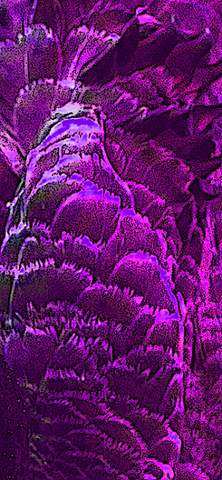 swan-feathers pink.png