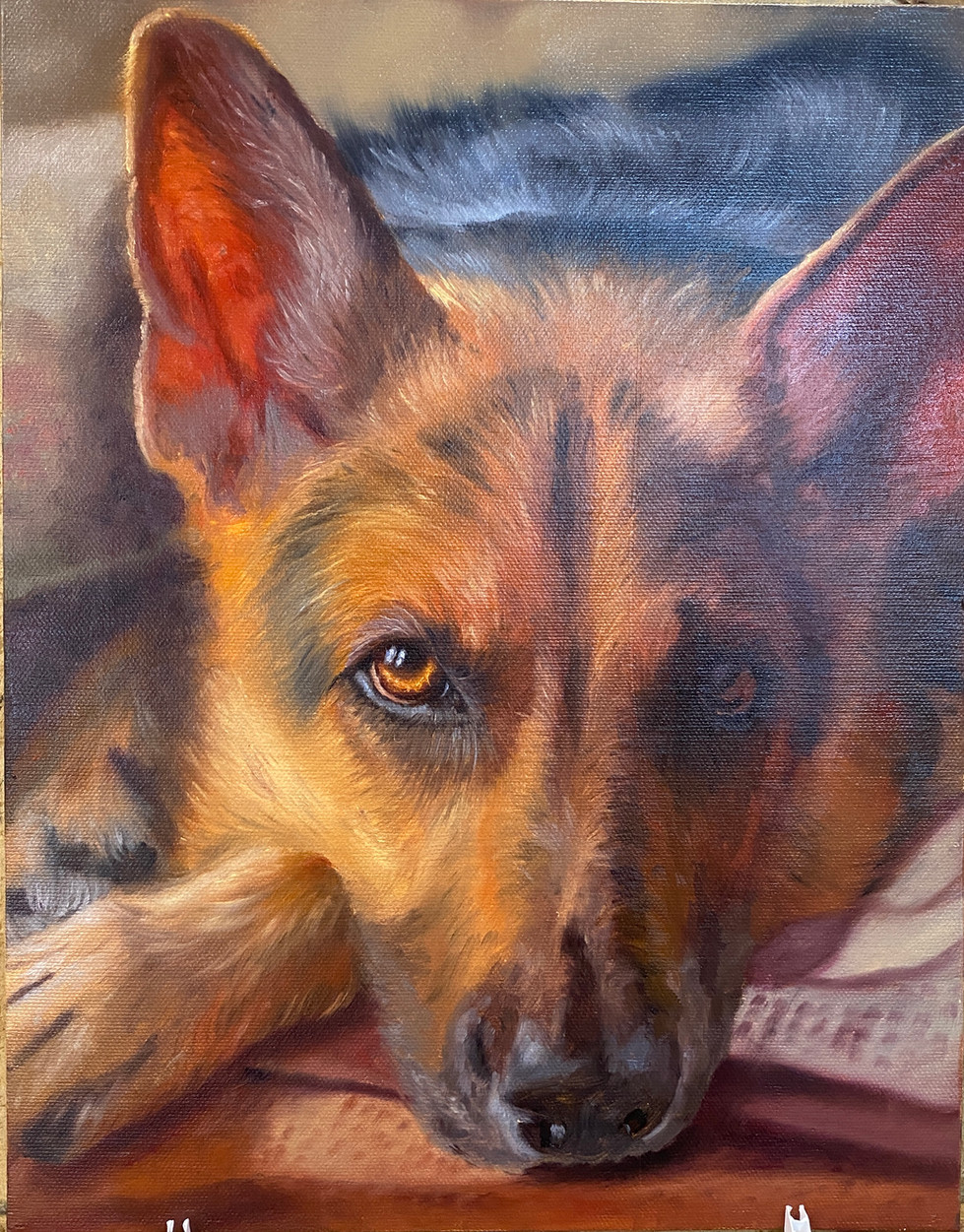 Alsatian Oil Pet Portrait by Marion Dutton  progress
