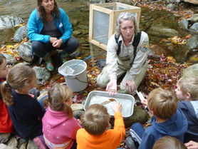 Mad and Dog River Fish Recovery Projects