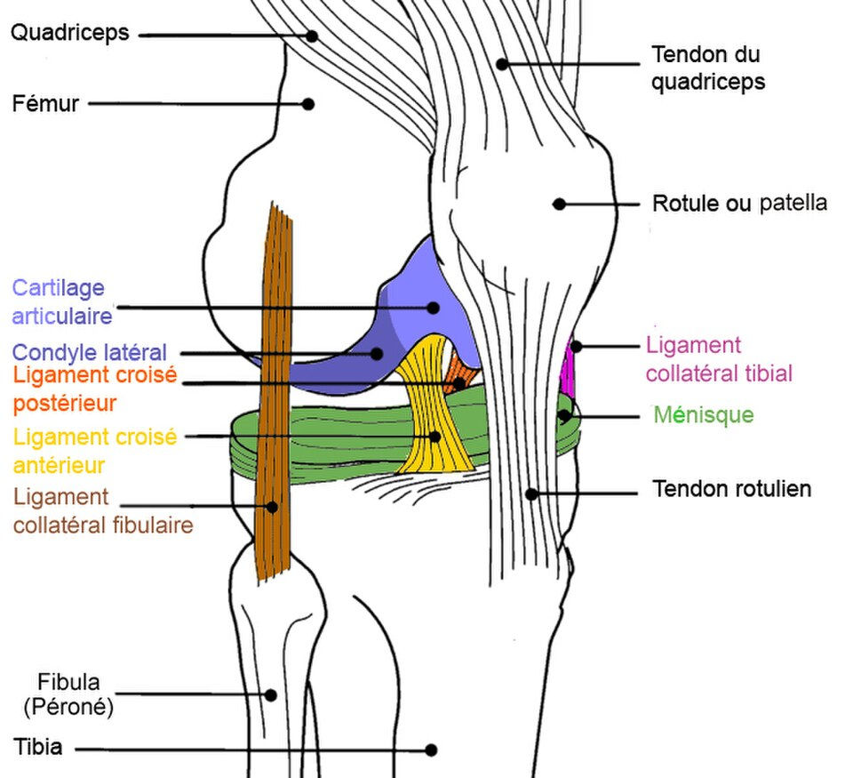 Anatomia del ginocchio - menischi legamenti cartilagine - dolore ginocchio cause