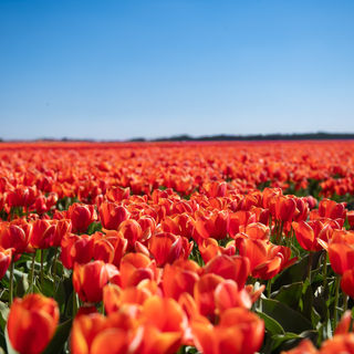 Tulip fields Netherlands