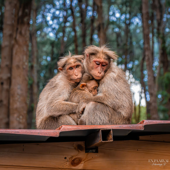 In Kodaikanal's hills, India - love, care, and connection need no language