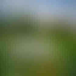 Día Mundial de las Abejas